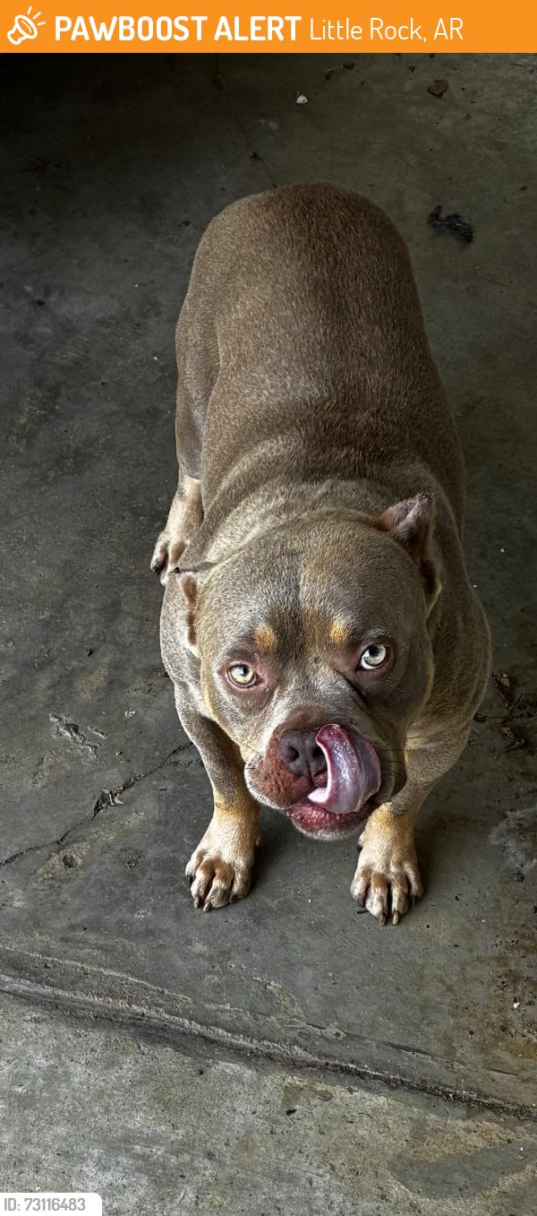 Found/Stray Male Dog last seen Near juniper rd, Little Rock, AR 72209
