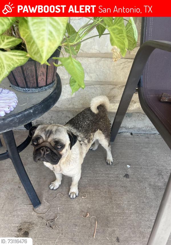 Lost Female Dog last seen Near the corner of Tacoma and Hutchins, San Antonio, TX 78221