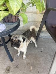 Lost Female Dog last seen Near the corner of Tacoma and Hutchins, San Antonio, TX 78221