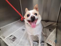 Shelter Stray Male Dog last seen , 3201 Lacy St, Los Angeles, CA 90031, USA