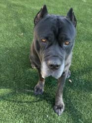 Shelter Stray Male Dog last seen , 3201 Lacy St, Los Angeles, CA 90031, USA