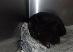 Shelter Stray Female Cat last seen , 14409 Vanowen St, Van Nuys, CA 91405, USA