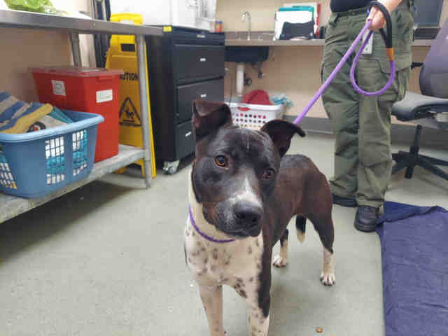 Shelter Stray Male Dog last seen FOYUND ON SUNSET DR, 2481 Palomar Airport Rd, Carlsbad, CA 92011, USA
