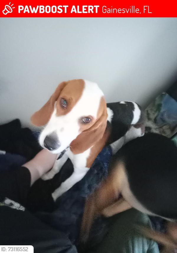 Lost Male Dog last seen abby wombach dog park, Gainesville, FL 32608
