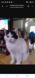Reunited Male Cat last seen Bossies ln and Olivet Church Rd, Providence Forge, VA 23140
