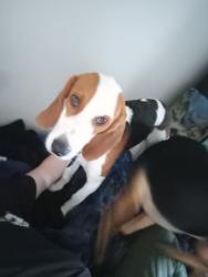 Lost Male Dog last seen abby wombach dog park, Gainesville, FL 32608