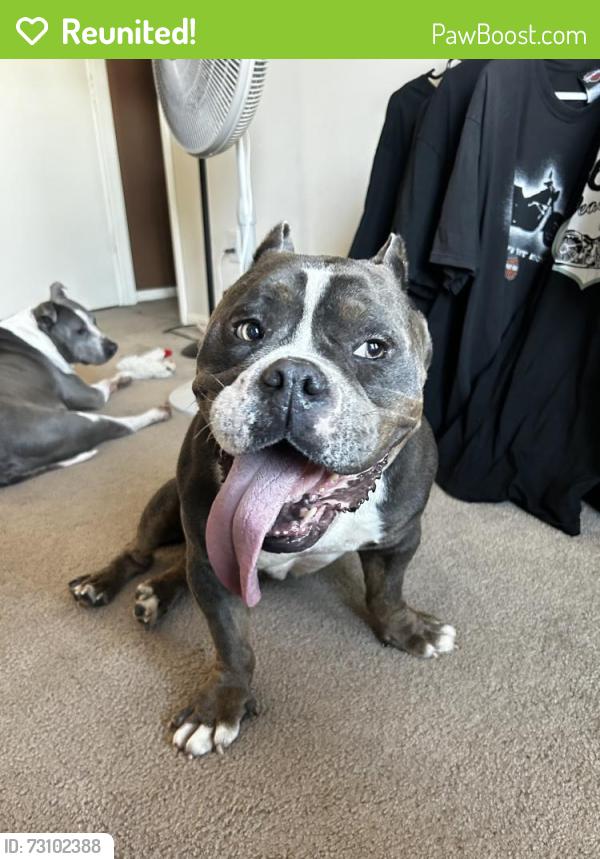 Reunited Male Dog last seen Fry road / 529, Houston, TX 77084