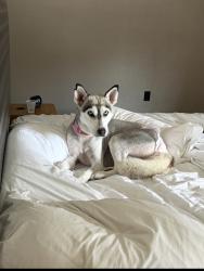 Reunited Female Dog last seen Etiwanda and limonite, Jurupa Valley, CA 91752