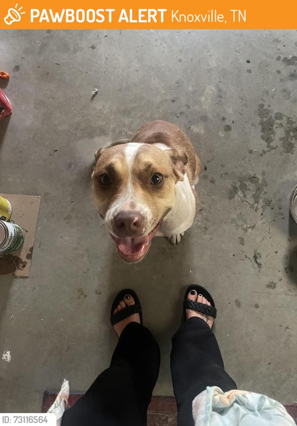 Found/Stray Female Dog last seen Gaston Ave Knoxville, Knoxville, TN 37917