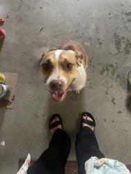 Found/Stray Female Dog last seen Gaston Ave Knoxville, Knoxville, TN 37917