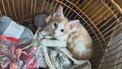 Reunited Male Cat last seen Beech dr off of twin oaks in the chatue woods sub, Conroe, TX 77385