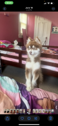 Lost Female Dog last seen Packard drive and Lawton st, Akron, OH 44320