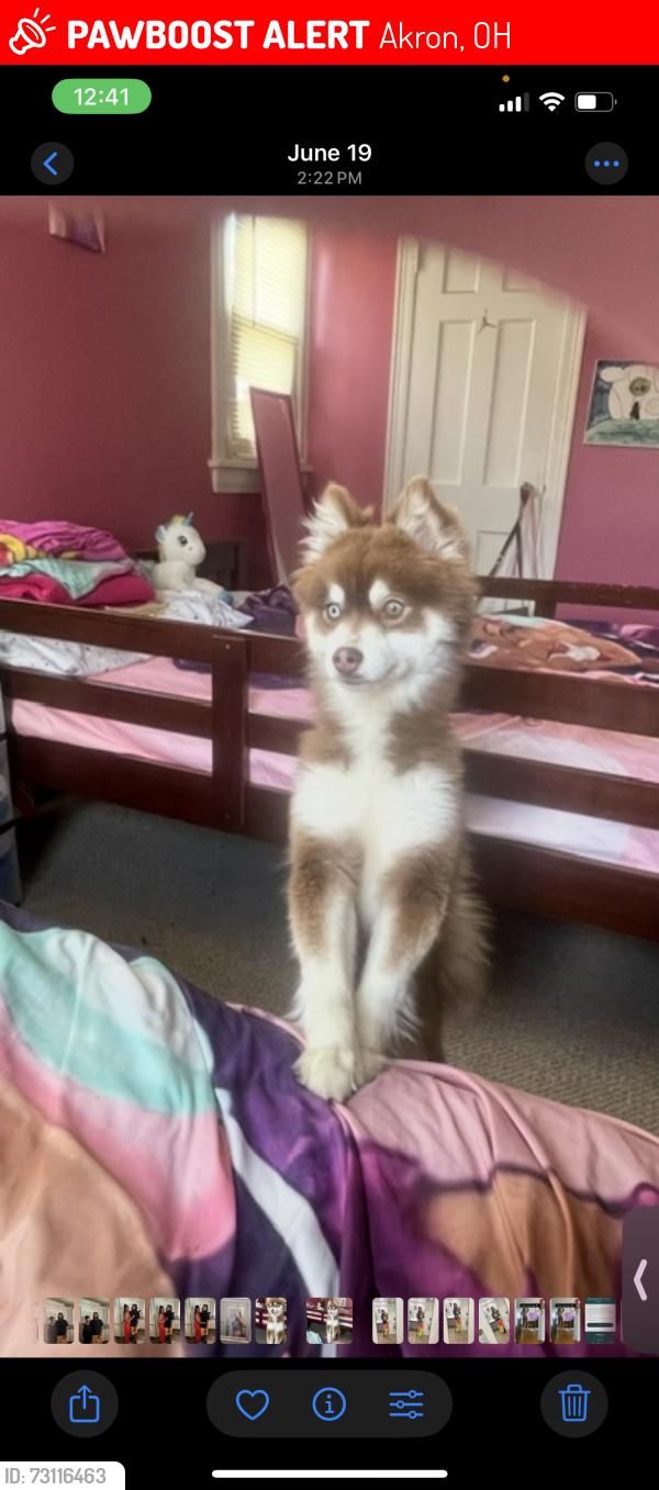 Lost Female Dog last seen Packard drive and Lawton st, Akron, OH 44320
