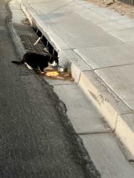 Found/Stray Unknown Cat last seen E street and Washington Ave, Las Vegas, NV 89106