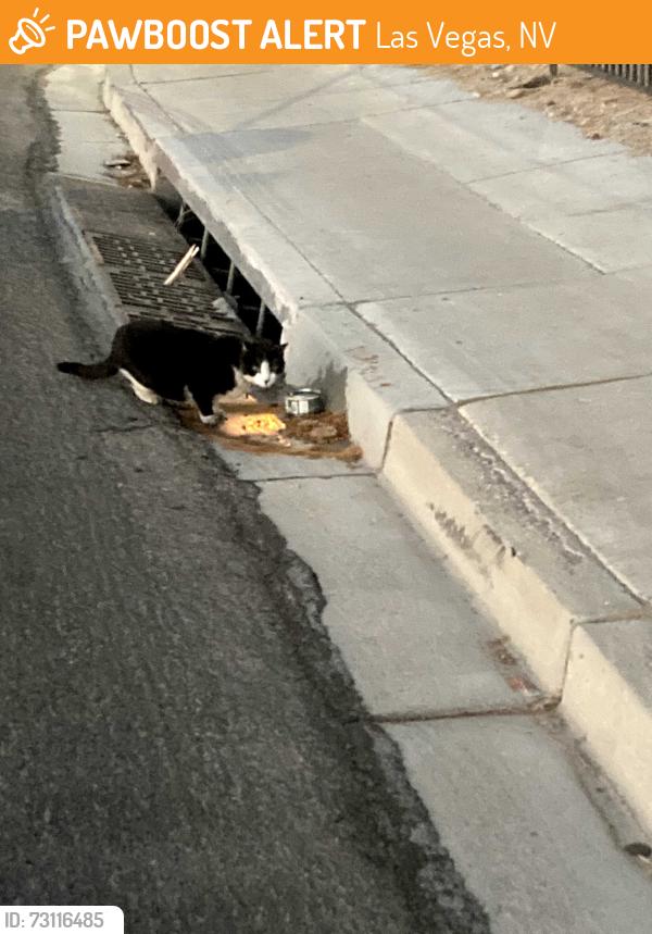 Found/Stray Unknown Cat last seen E street and Washington Ave, Las Vegas, NV 89106