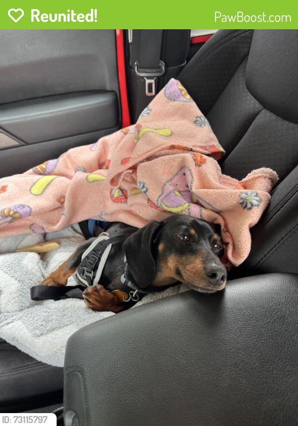 Reunited Male Dog last seen Beulah Street, Alexandria, VA 22310