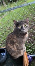 Lost Female Cat last seen Wilson’s Mills Road and Sunrise Ave. Smithfield, NC, Smithfield, NC 27577