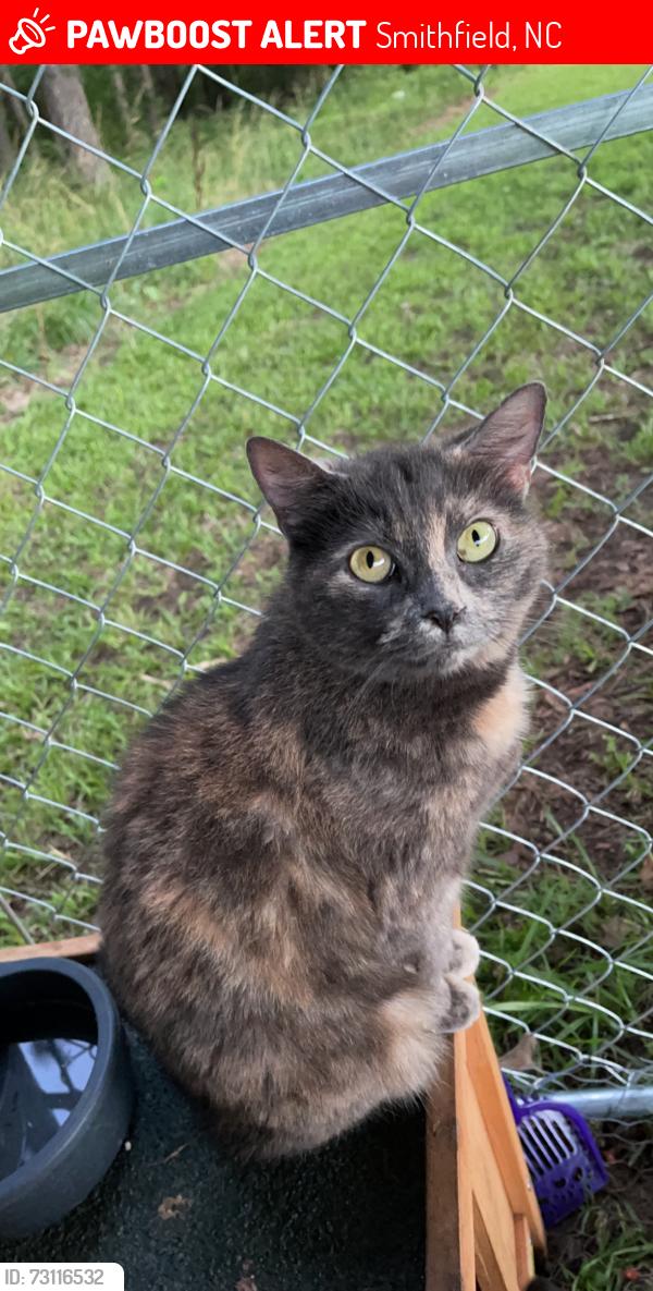 Lost Female Cat last seen Wilson’s Mills Road and Sunrise Ave. Smithfield, NC, Smithfield, NC 27577