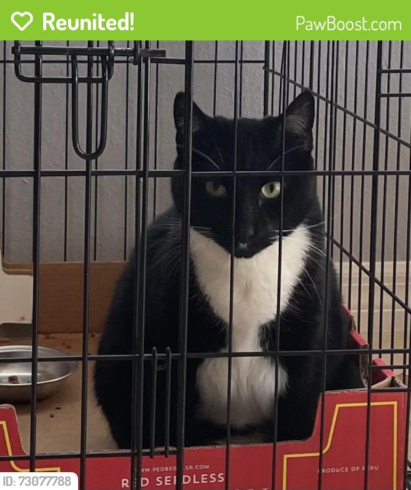 Reunited Female Cat last seen Eagle Creek, Hatherton Cir Orlando, Orlando, FL 32832