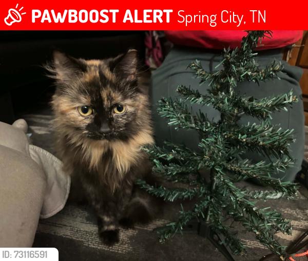 Lost Female Cat last seen Jackson Island spring City TN, Spring City, TN 37381