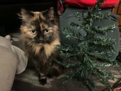 Lost Female Cat last seen Jackson Island spring City TN, Spring City, TN 37381