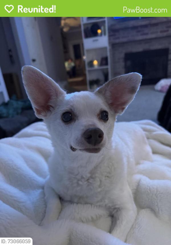 Reunited Female Dog last seen Solano, Napa, CA 94558