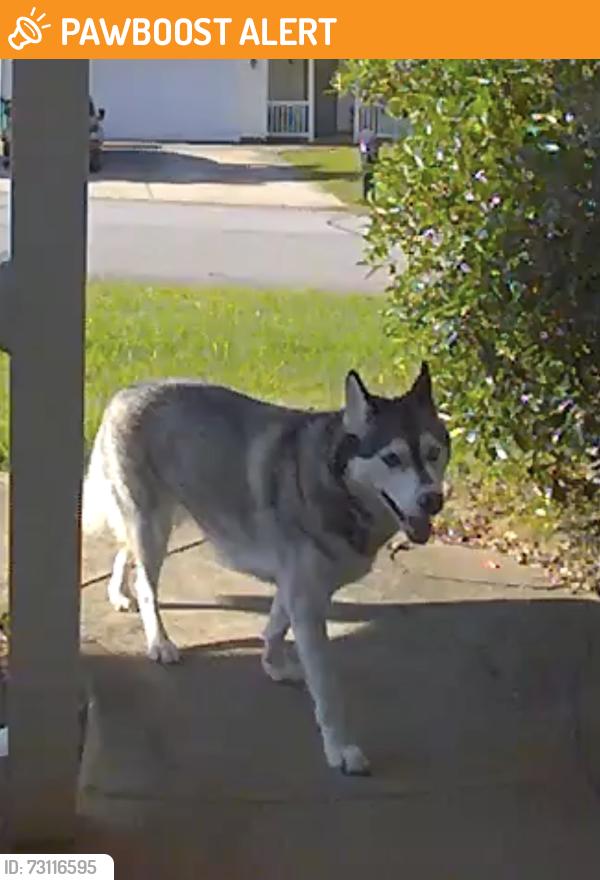 Found/Stray Unknown Dog last seen Shoally Brook Subdivision, Spartanburg County, SC 29303