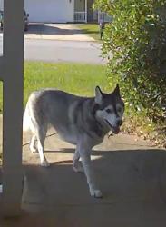 Found/Stray Unknown Dog last seen Shoally Brook Subdivision, Spartanburg County, SC 29303