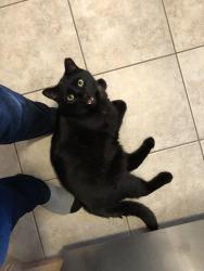 Lost Male Cat last seen Fairway and Lackner, Kitchener, ON N2A 4K9