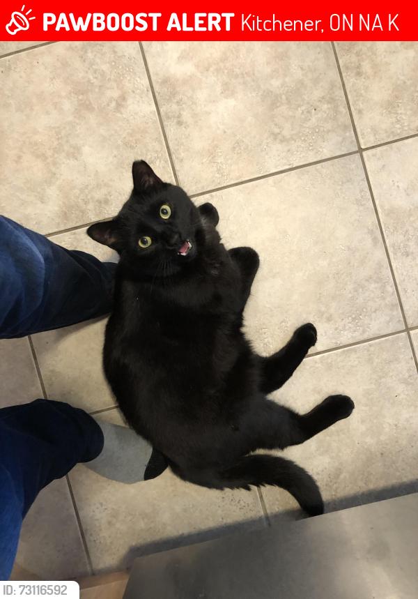 Lost Male Cat last seen Fairway and Lackner, Kitchener, ON N2A 4K9