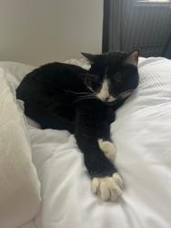 Reunited Male Cat last seen Woolsey Street Between Claremont and College, Berkeley, CA 94705