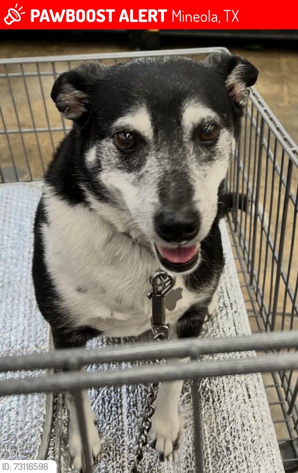 Lost Male Dog last seen County road 455 and lone oak, Mineola, TX 75773