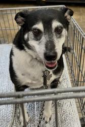 Lost Male Dog last seen County road 455 and lone oak, Mineola, TX 75773