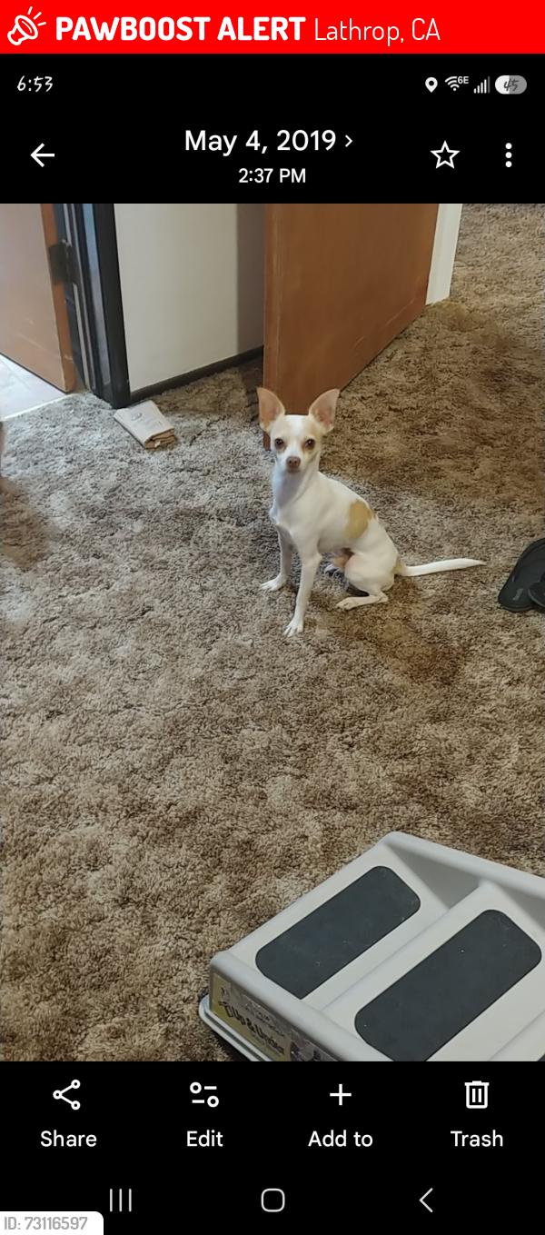 Lost Male Dog last seen Avon st Lathrop, Lathrop, CA 95330