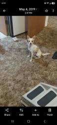 Lost Male Dog last seen Avon st Lathrop, Lathrop, CA 95330