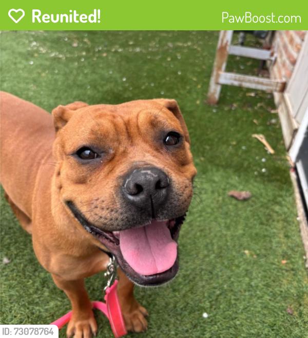 Reunited Female Dog last seen N 77th Ave & W Cortland St, Elmwood Park, IL 60707