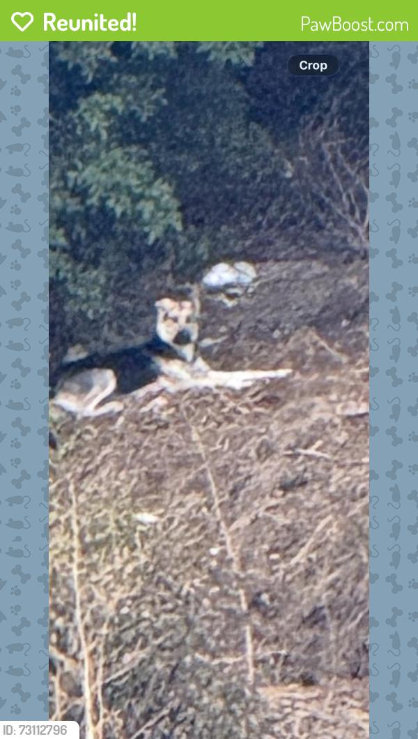 Reunited Unknown Dog last seen Near Mt Alifan Dr, San Diego, CA 92111, USA, San Diego, CA 92111