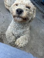Reunited Male Dog last seen Croesus and alameda, Florence-Graham, CA 90001