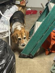 Reunited Unknown Dog last seen Thunder and lake across from fire department, Oceanside, CA 92056