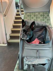 Reunited Female Dog last seen Spruce hill and Darwin, Pickering, ON 