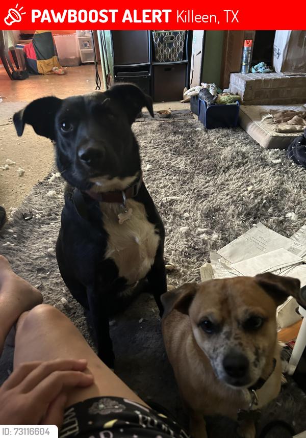 Lost Male Dog last seen Ida dr and elms, Killeen, TX 76549