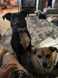 Lost Male Dog last seen Ida dr and elms, Killeen, TX 76549