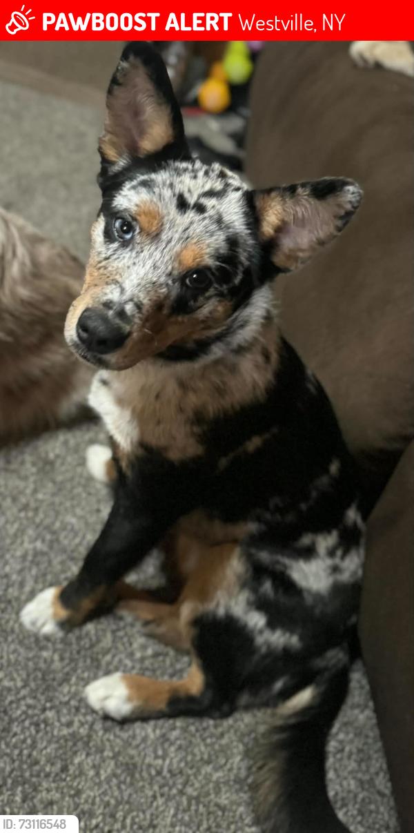 Lost Male Dog last seen Trout River Border, Westville, NY 12926