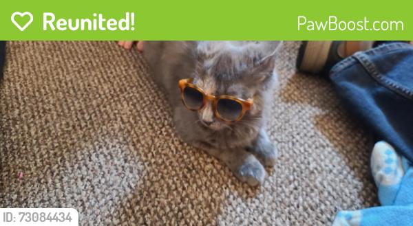 Reunited Female Cat last seen E. Park at twp Line Road, Havertown, PA 19083