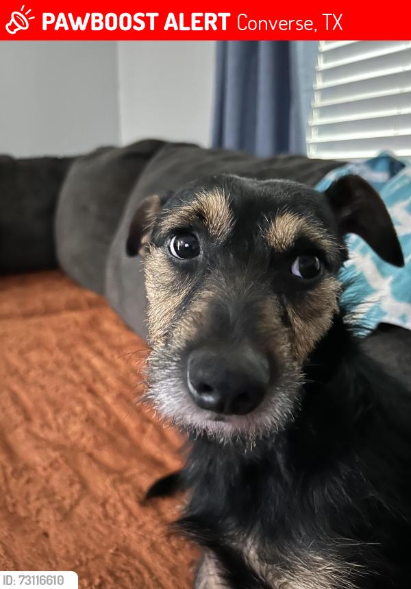 Lost Male Dog last seen FM 78, Converse, TX 78109
