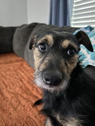 Lost Male Dog last seen FM 78, Converse, TX 78109