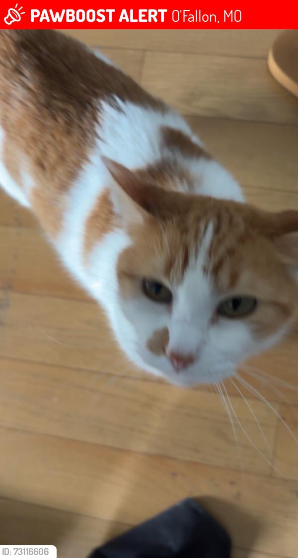Lost Female Cat last seen Bryan road, O'Fallon, MO 63366