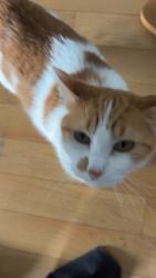 Lost Female Cat last seen Bryan road, O'Fallon, MO 63366