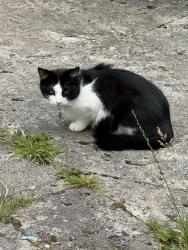 Reunited Female Cat last seen Parsonage Road, Greater Manchester, England 