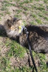 Lost Male Cat last seen Near west hair salon down the street by the golf course next to our hse, Winona, MN 55987